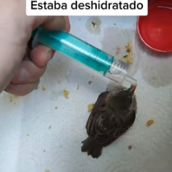 R2205008 otro pequeño rescatado de la carretera para ser liberado cuando sea independiente (Part 2)