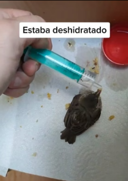 R2205008 otro pequeño rescatado de la carretera para ser liberado cuando sea independiente (Part 2)