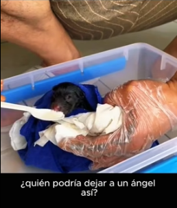 R2205004 la encontré en el peor lugar, pero miren en lo que se convirtió… el amor hace milagros (Part 2)
