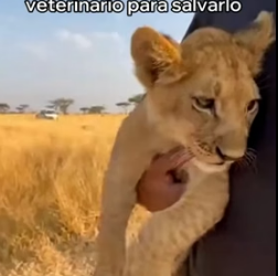A2205003 Rescaté a Este Pequeño León y Esto Pasó (Part 2)