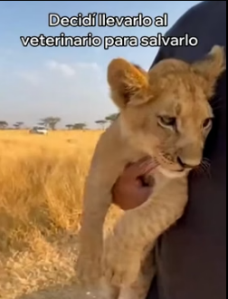 A2205003 Rescaté a Este Pequeño León y Esto Pasó (Part 2)