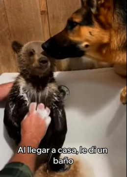A2205004 Salvé a Este Pequeño Oso y Esto Pasó (Part 2)