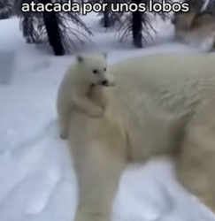 A2205001 Este Oso Polar Me Pidió Ayuda y Esto Pasó (Part 2)