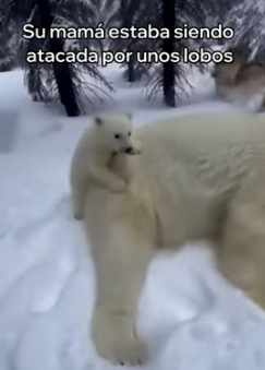 A2205001 Este Oso Polar Me Pidió Ayuda y Esto Pasó (Part 2)