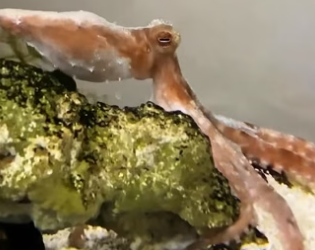 H0205004 Rescued baby octopus (Part 2)