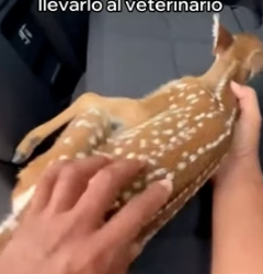 A2205007 Rescaté a Este Ciervo Bebé y Esto Pasó (Part 2)