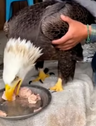 A2205006 Rescaté a Esta Aguila y Me Dio Una Sorpresa (Part 2)