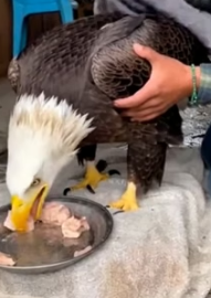 A2205006 Rescaté a Esta Aguila y Me Dio Una Sorpresa (Part 2)