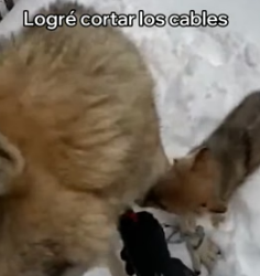 A2205012 Este Cachorro De Lobo Salvó a Su Madre (Part 2)