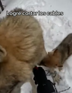 A2205012 Este Cachorro De Lobo Salvó a Su Madre (Part 2)