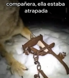 A2205011 Este Lobo Salvó a Su Compañera (Part 2)