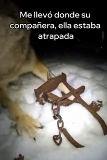 A2205011 Este Lobo Salvó a Su Compañera (Part 2)
