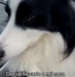 A2205002 Adopté a Este Perro Abandonado (Part 2)