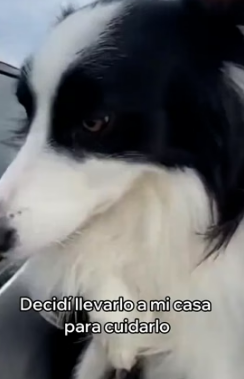 A2205002 Adopté a Este Perro Abandonado (Part 2)