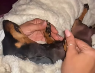 H0205010 kind girl rescued baby dog then (Part 2)