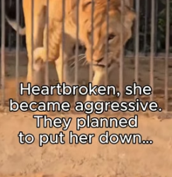 T1805003 Who’s the real beast- the lioness or those who took her baby (Part 2)