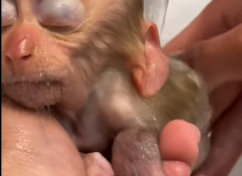 H0205007 Poor baby monkey (Part 2)