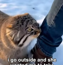 B2105002 Mama Pallas’s Cat Needs My Help Who’s Baby Were Stuck Under The Snow (Part 2)