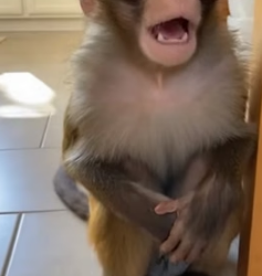 B2105003 A Monkey Crashed Inside My House (Part 2)