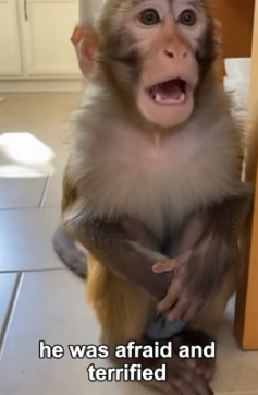 B2105003 A Monkey Crashed Inside My House (Part 2)