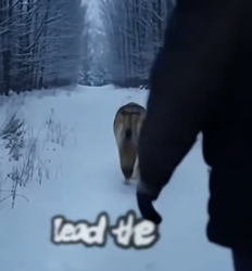 F2205008 I helped a #wolf rescue her pup-see what happens next (Part 2)