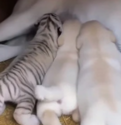 F2205004 My dog helped a tiger cub (Part 2)