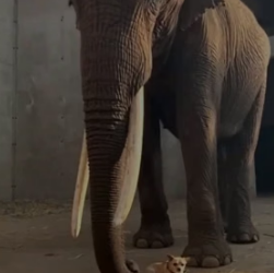 F2205010 A Zookeeper Found A Stray Dog Sleeping Under An Elephant (Part 2)