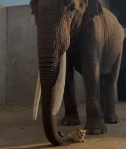 F2205010 A Zookeeper Found A Stray Dog Sleeping Under An Elephant (Part 2)