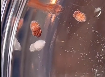 H0205005 kind man rescued cuttlefish eggs was trapped on floating (Part 2)