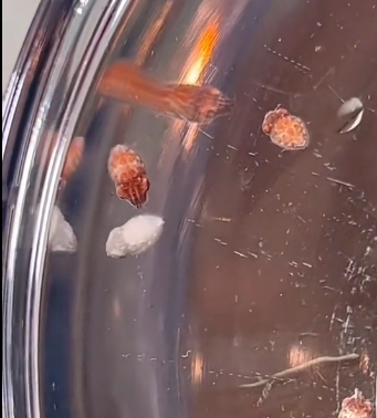 H0205005 kind man rescued cuttlefish eggs was trapped on floating (Part 2)