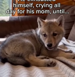F2205009 Mom drove the scary bear away (Part 2)