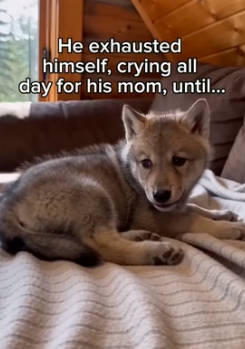 F2205009 Mom drove the scary bear away (Part 2)