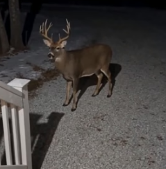 P2205004 this buck has been knocking on my door every night for a week last night i finally opened it (Part 2)