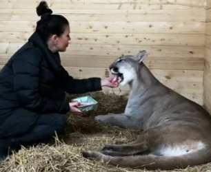 H0205006 found an injured puma on road helped it (Part 2)