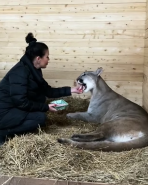 H0205006 found an injured puma on road helped it (Part 2)