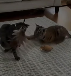 V2205002 My cat brought a tiger from outside! (Part 2)