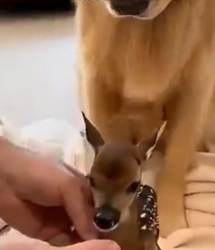 V2205004 I saved a baby deer….he came back years later (Part 2)
