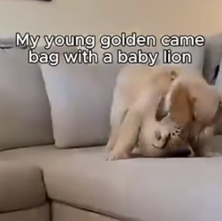 V2205001 My dog brought back a baby lion from outside (Part 2)