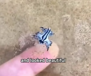 H2105017 Unknown Sea Creature �A young boy discovered a strange creature by the sea, leading to a surprising (Part 2)