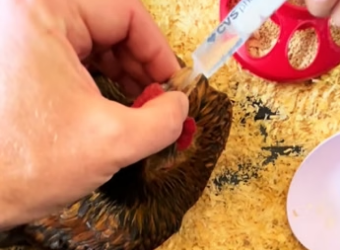 H0205003 saved chicken,and then it gave me an egg (Part 2)