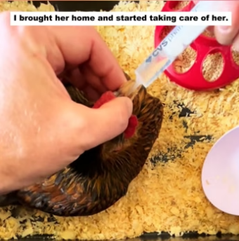 H0205003 saved chicken,and then it gave me an egg (Part 2)