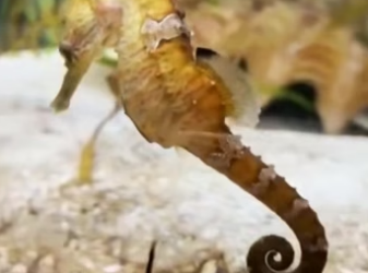 H2105018 Seahorse Shore Rescue�A tiny seahorse washed ashore by the waves was rescued and returned safely (Part 2)
