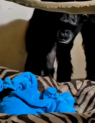 H2105012 Mama chimp’s emotional reunion with her lost baby proved how deep an animal mother’s love truly is (Part 2)