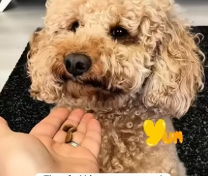 H2105014 This family rescued an abandoned puppy who slept on a bed of dirt, and the love they gave him change (Part 2)
