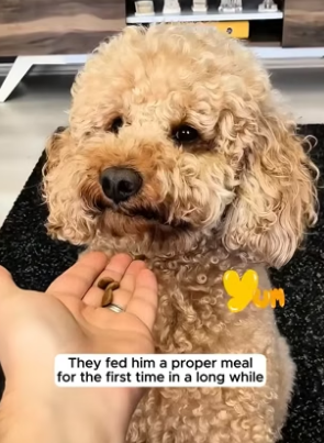 H2105014 This family rescued an abandoned puppy who slept on a bed of dirt, and the love they gave him change (Part 2)