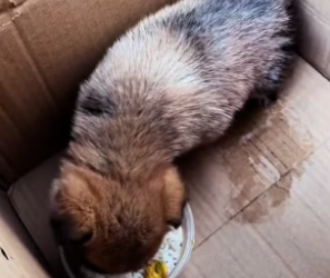 H2105010 I found the puppy trapped inside the wall,so I gotsome tools and rescued him,and then (Part 2)