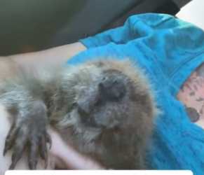 H2105009 This homeless little beaver climbed onto my kayak, and I gave him a home (Part 2)