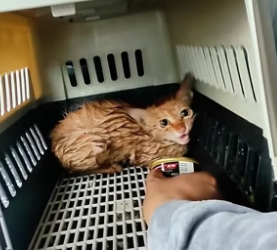 H2105008 I found the kitten trapped under the ice,I rescued him, and then this happened (Part 2)