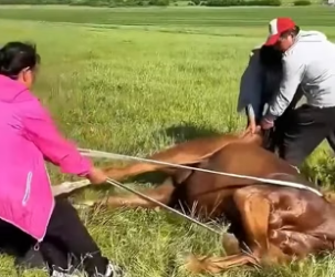 H2405006 A mother horse shared heartbreaking final moments with her foal, leaving millions emotional (Part 2)