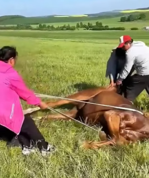 H2405006 A mother horse shared heartbreaking final moments with her foal, leaving millions emotional (Part 2)